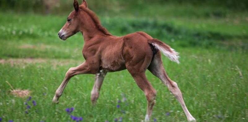 Silvina Luna, la primera yegua clonada.