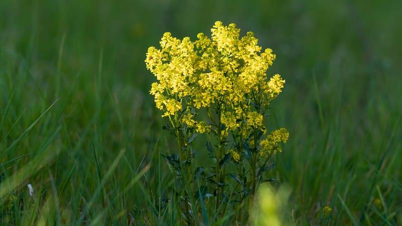 <div class="migrated-promo-image__description"><div class="migrated-promo-image__source">Fuente: Freepik</div></div>