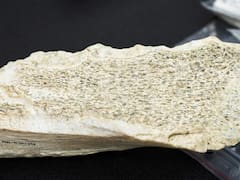 Cambia la historia para siempre: este descubrimiento pone en jaque todo lo que sabemos del hombre