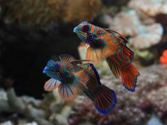 Alerta máxima: revelan cuál es el microplástico más encontrado en peces de Sinaloa y crece la preocupación por sus efectos en humanos