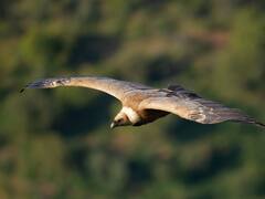 Estados Unidos declaró como ave nacional a una especie que esperó ese reconocimiento por más de 200 años: ¿por qué se tardó tanto?