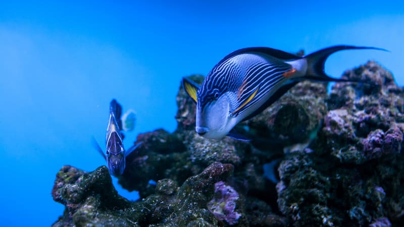 El descubrimiento del coral gigante abre nuevas perspectivas para la conservación de los ecosistemas marinos.