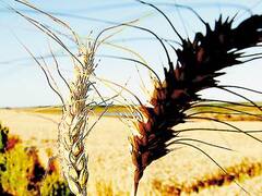 Alemania aprobó un proyecto de ley que prohibe cultivos transgénicos