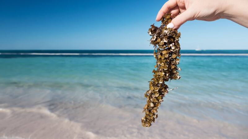 La acumulación de sargazo libera gas de ácido sulfhídrico y metano. Fuente: archivo