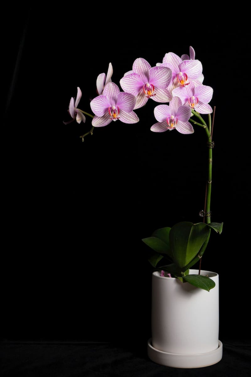 Las orquídeas son un potente símbolo de belleza y perfección en el Feng Shui. (Fuente: Unsplash)