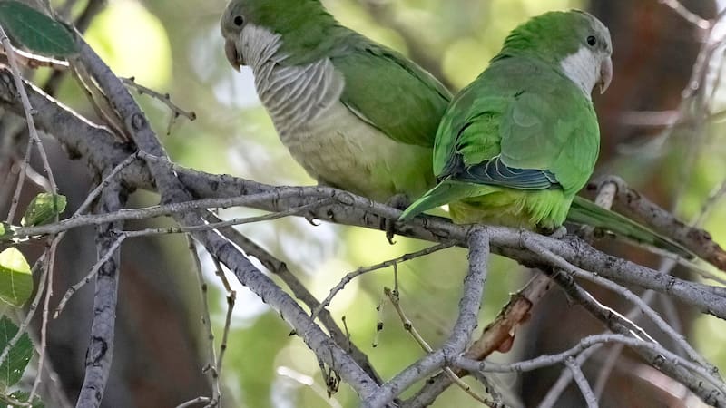 La gestión adecuada de las poblaciones de cotorras argentinas es fundamental para preservar la biodiversidad.