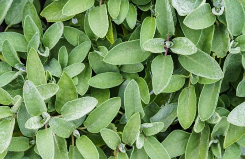 La salvia es una planta resistente tanto al calor como al frío moderado. (Foto: Freepik.es)
