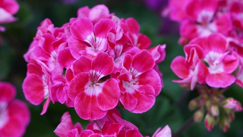 Las flores del malvón son de diversos colores, incluyendo blanco, rosa, rojo, violeta, naranja, amarillo y bicolores. (Fuente: Pixabay).