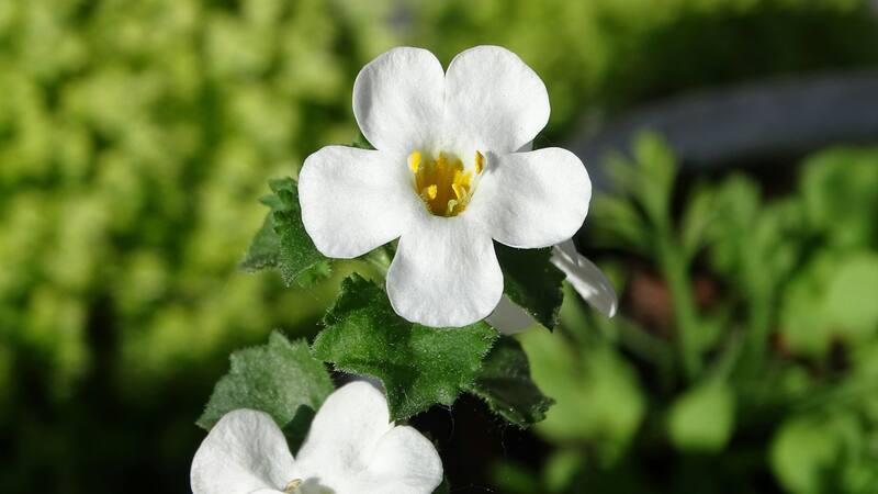 Es una hierba medicinal ampliamente usada en la medicina ayurvédica por sus beneficios para la memoria y la salud neuronal.
