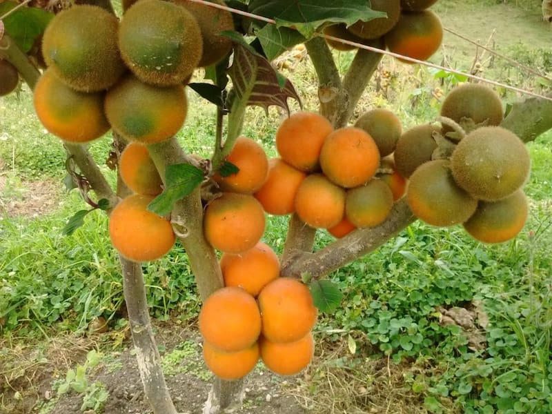 Frutas. Fuente: Radagricola.