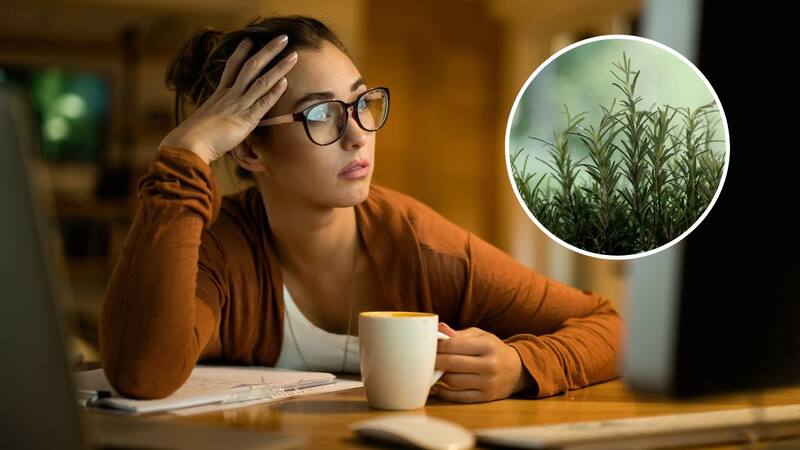 <div class="migrated-promo-image__description"><div class="migrated-promo-image__source">Fuente: Collage Canva</div></div>