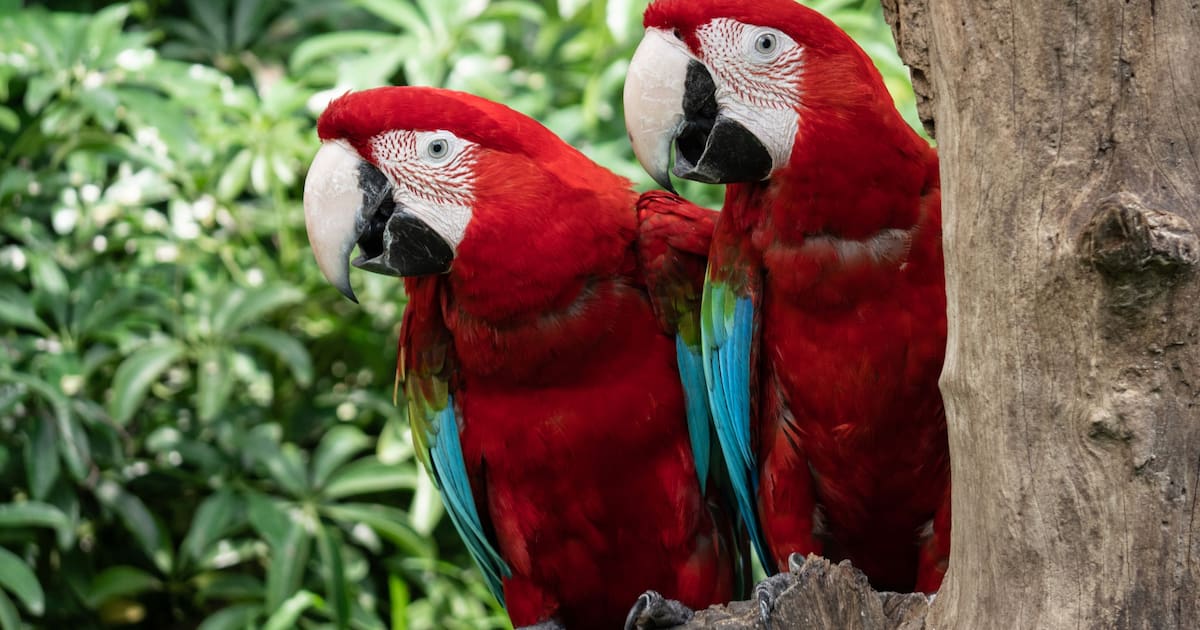 Batallas Rts Alerta máxima: las guacamayas rojas de México enfrentan una batalla sin ...