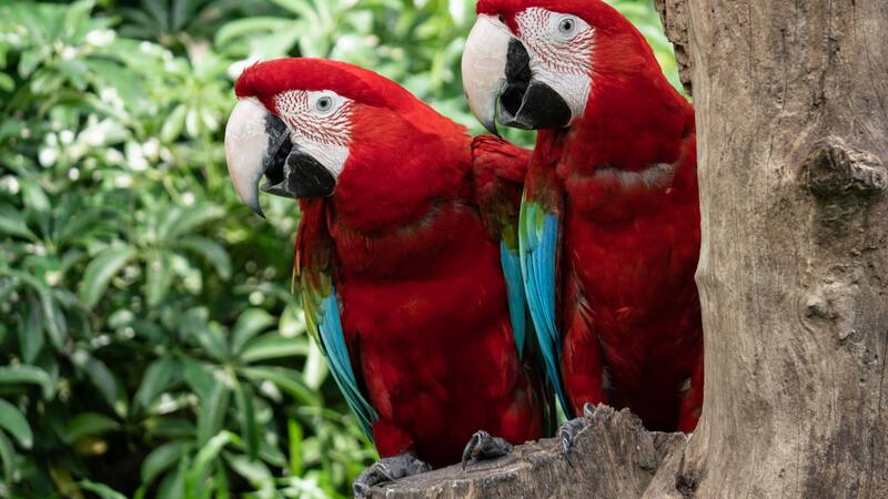 El saqueo de crías para el mercado negro contribuye al declive de las poblaciones de guacamayas rojas.