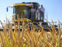 Gobierno considera que exportaciones de arroz a la UE promoverán producción y trabajo