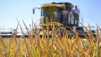 Gobierno considera que exportaciones de arroz a la UE promoverán producción y trabajo