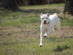 ¿El dogo argentino es un perro peligroso? Cuáles son las razas que deben registrarse sí o sí en Argentina