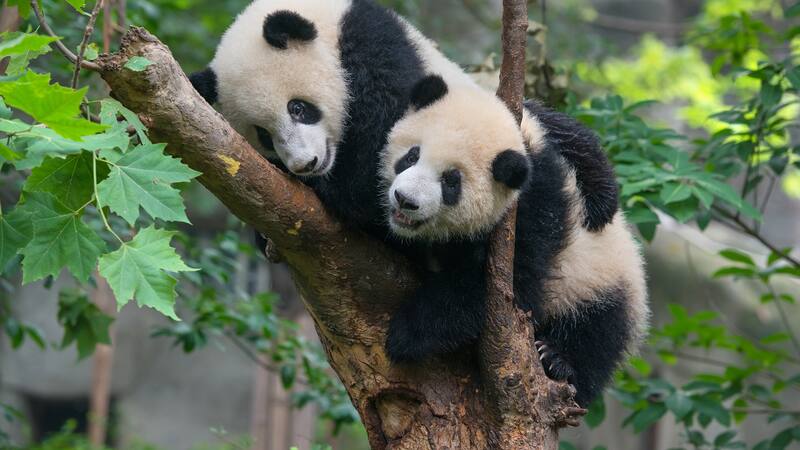 Una nueva pareja de pandas llega al zoológico de Madrid el próximo lunes 29.