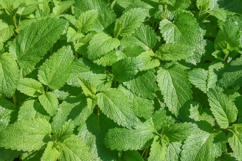 Consumir melisa regularmente puede ayudar a aliviar las migrañas de manera natural. (Foto: Shutterstock)