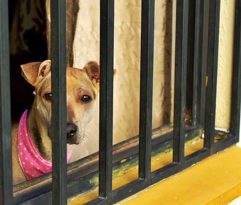 Habrá tres tipos de infracciones: leves, graves y muy graves. Fuente: Pixabay