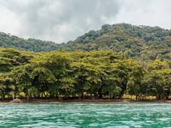 No es Pereira ni Armenia: el pueblo donde crecen las orquídeas más raras de Colombia está en Chocó y es casi inaccesible