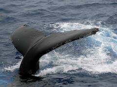 Escapada única: los 6 destinos de Baja California donde podés ver ballenas