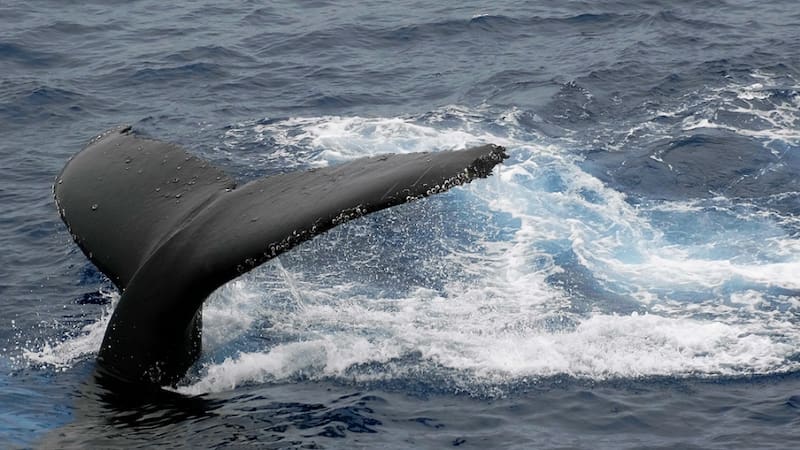 Las ballenas llegan a las costas de Baja California entre diciembre y abril.