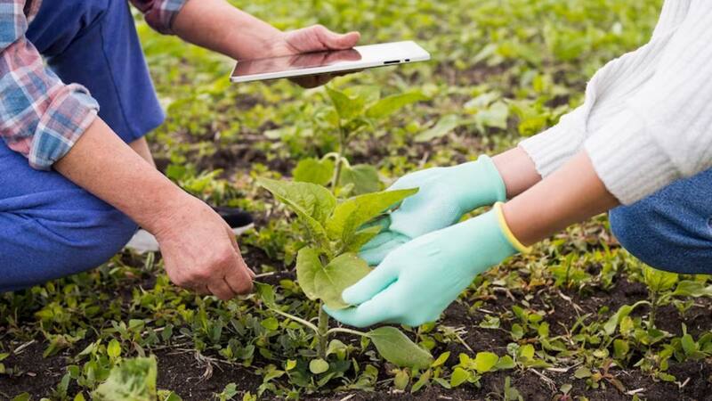 Las personas que quieran emigrar a Estados Unidos con una visa de trabajo H2A, pueden desempeñarse en puestos de silvicultura, invernaderos, agricultura, campos de cultivo o construción. Foto: Freepik