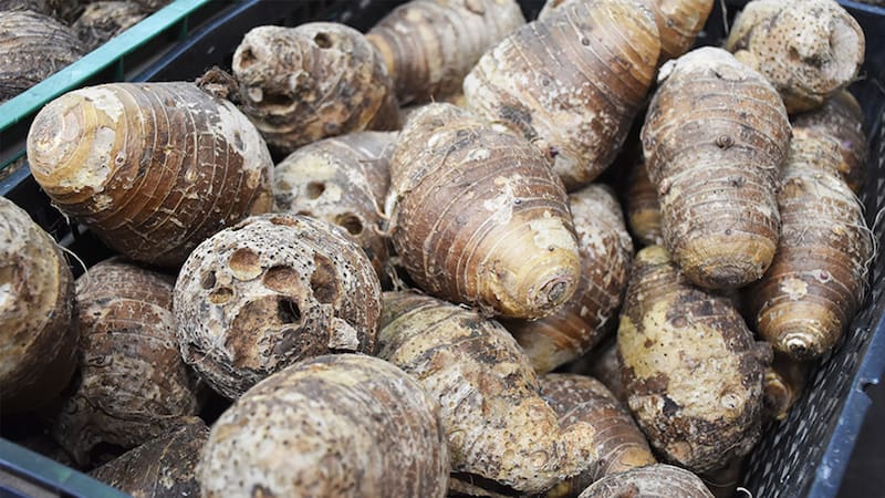 Este tubérculo también mejora la salud digestiva de las personas.