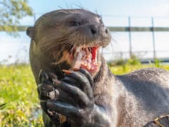 El depredador mamífero de Latinoamérica que se creía extinto desde hace 40 años y reapareció en su hábitat natural