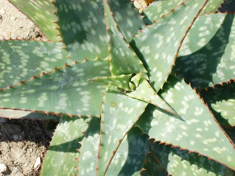 El aloe vera tiene propiedades antiinflamatorias que pueden ayudar a reducir la inflamación en el cuerpo (Fuente: Pixabay)