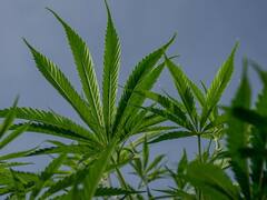 Marihuana y coronavirus: un estudio explica cómo y por qué es un remedio efectivo