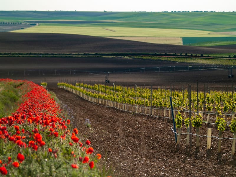 Escapada en tren a un paraíso otoñal dorado para disfrutar de los mejores vinos y ciudades encantadoras. Fuente: Archivo