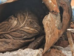 Hallazgo sin precedentes: encuentran el "Santo Grial" que buscaban desde hace más de 80 años en una lata de leche