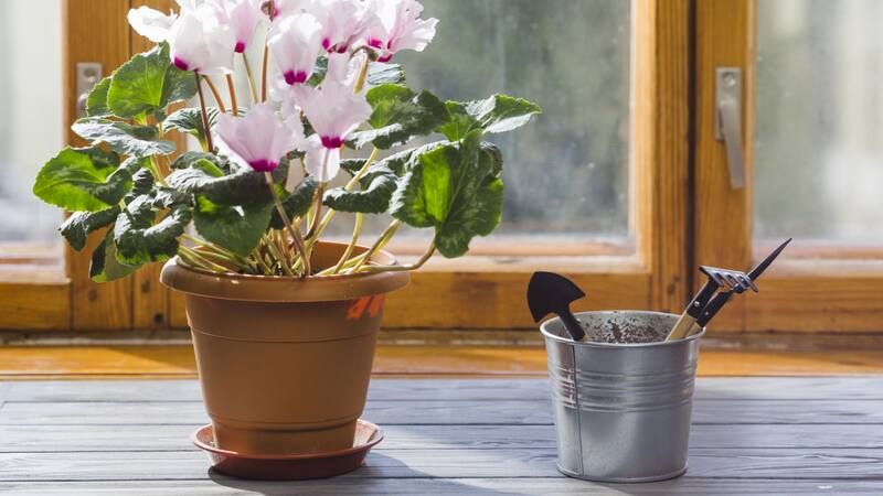 Las plantas pueden darle a tu hogar un aspecto delicado.
