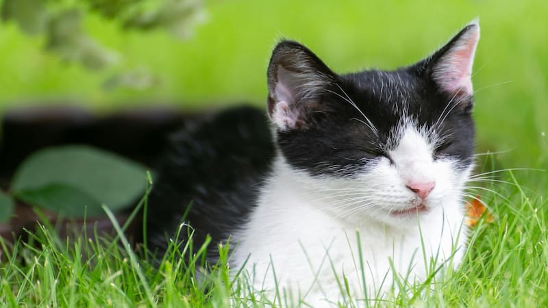 A pesar de su independencia, los gatos necesitan interacción social y afecto humano para su bienestar emocional y mental. Foto: archivo El Cronista México.