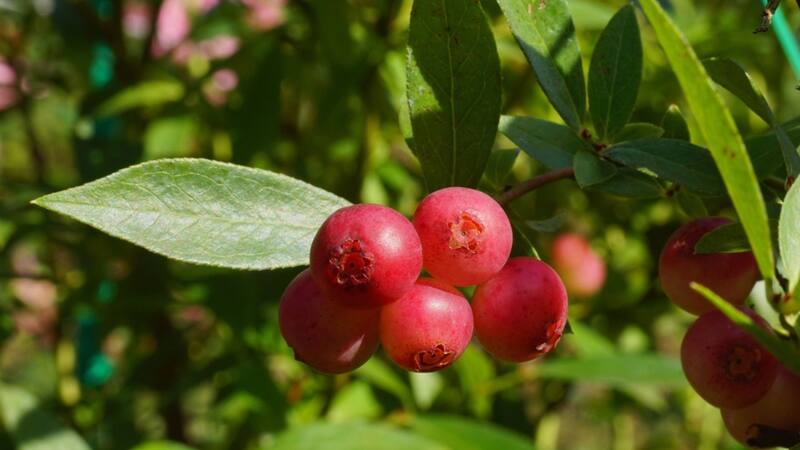 La fruta que ayuda a prevenir el Alzheimer, conservar la memoria y tener más energía.