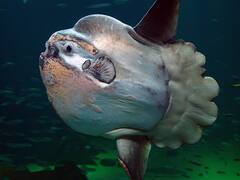 El país de Norteamérica donde apareció un extraño pez de aspecto "alienígena": se alimenta de medusas y puede crecer hasta 3 metros