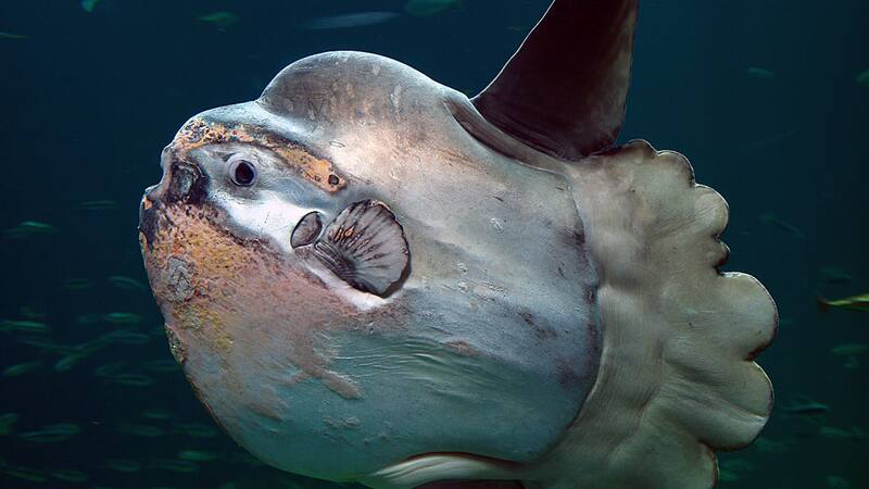 Esta especie es una de las más extrañas por sus características únicas.