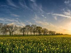 Los desafíos de la alimentación vistos desde la nutrición animal: el caso de la industria porcina