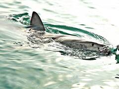 El pez que se creía extinto desde hace 16 años y fue redescubierto en un país de Norteamérica: comparte vínculo con los tiburones