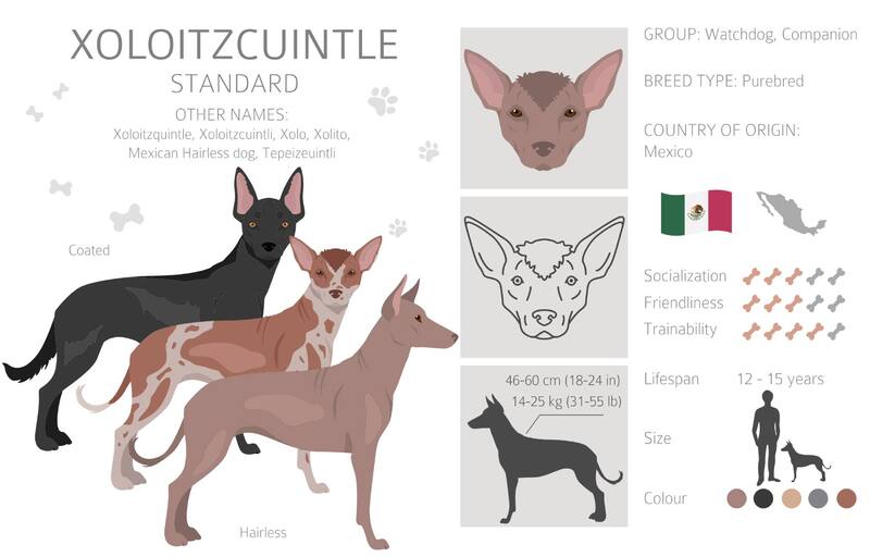 Leyenda del perro Xoloitzcuintle. Fuente: Shutterstock.