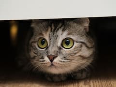 Este material es la "kryptonita" de los gatos y evitará que rompa sillones y se trepe sobre la mesa: lo tienes en casa