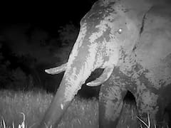 Único en el mundo: especialistas quedan asombrados por la reaparición del extinto "elefante fantasma"