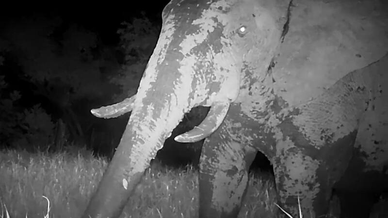 <div class="migrated-promo-image__description"><div class="migrated-promo-image__source">Fuente: Organización Panthera</div></div>