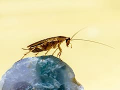 El superpoder de las cucarachas: este el error que no debés cometer para eliminarlas de tu casa