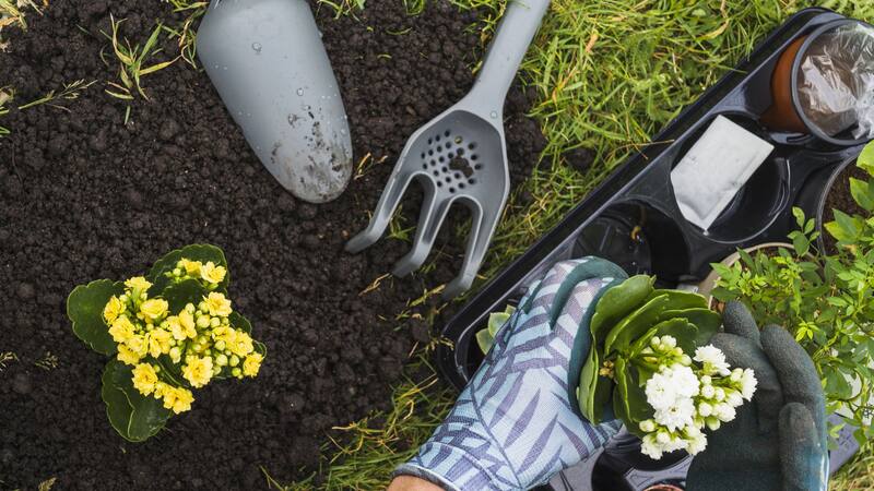 Este árbol no solo embellece, también funciona como un eficiente purificador de aire natural.