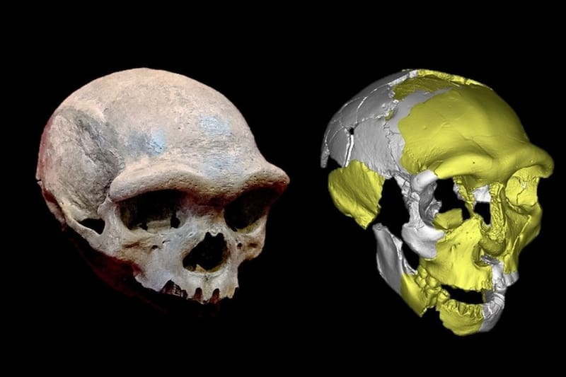 Encontraron un fósil que no coincide con el resto de los humanoides.