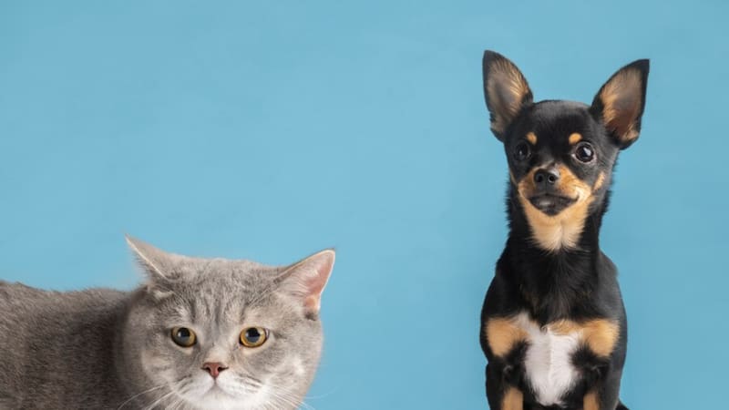 Es fundamental mantener a nuestras mascotas alejadas de plantas tóxicas.