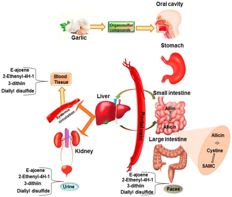 Estudio sobre el ajo. Fuente: Archivo.