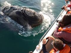 Escapadas: hasta cuándo es la temporada de ballenas y cuáles son las mejores excursiones para los avistajes